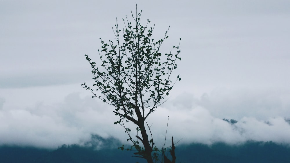 brown tree with white flowers