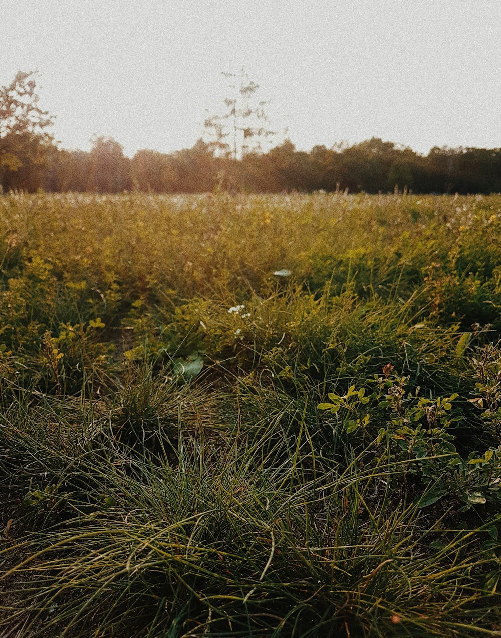 green grass field during daytime