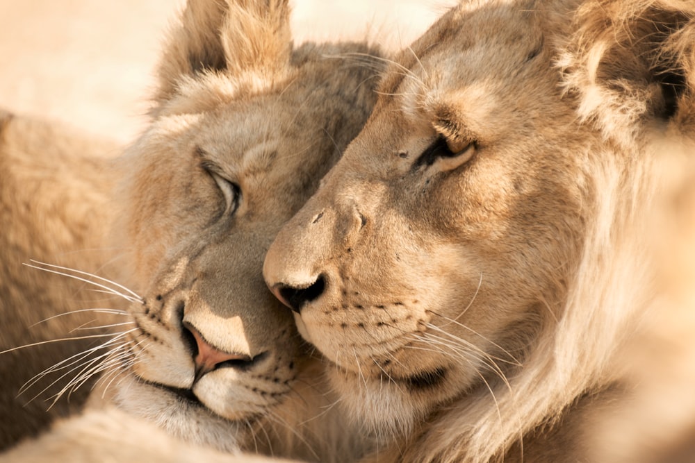 Lion brun couché sur le sol pendant la journée