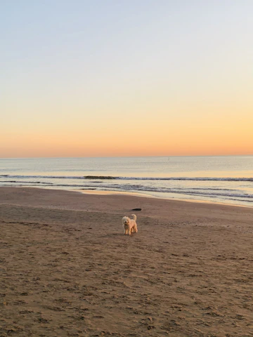 A sunlit beach scene with a dog wearing a colorful bandana, surrounded by coastal decor and ocean waves in the background.