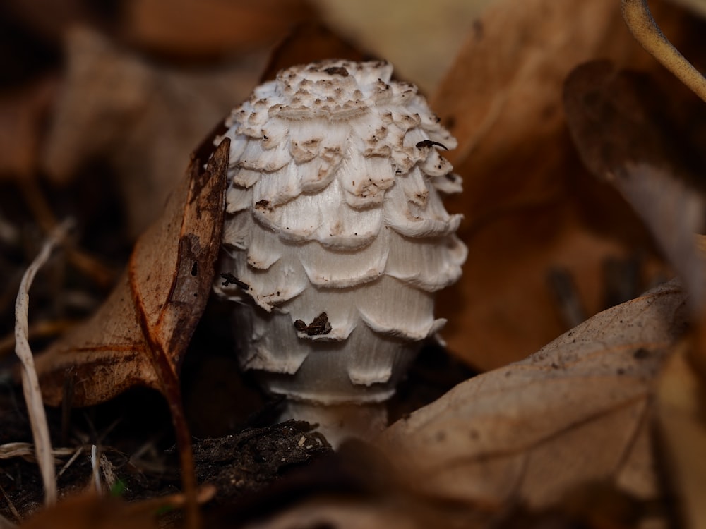 white and brown mushroom in tilt shift lens