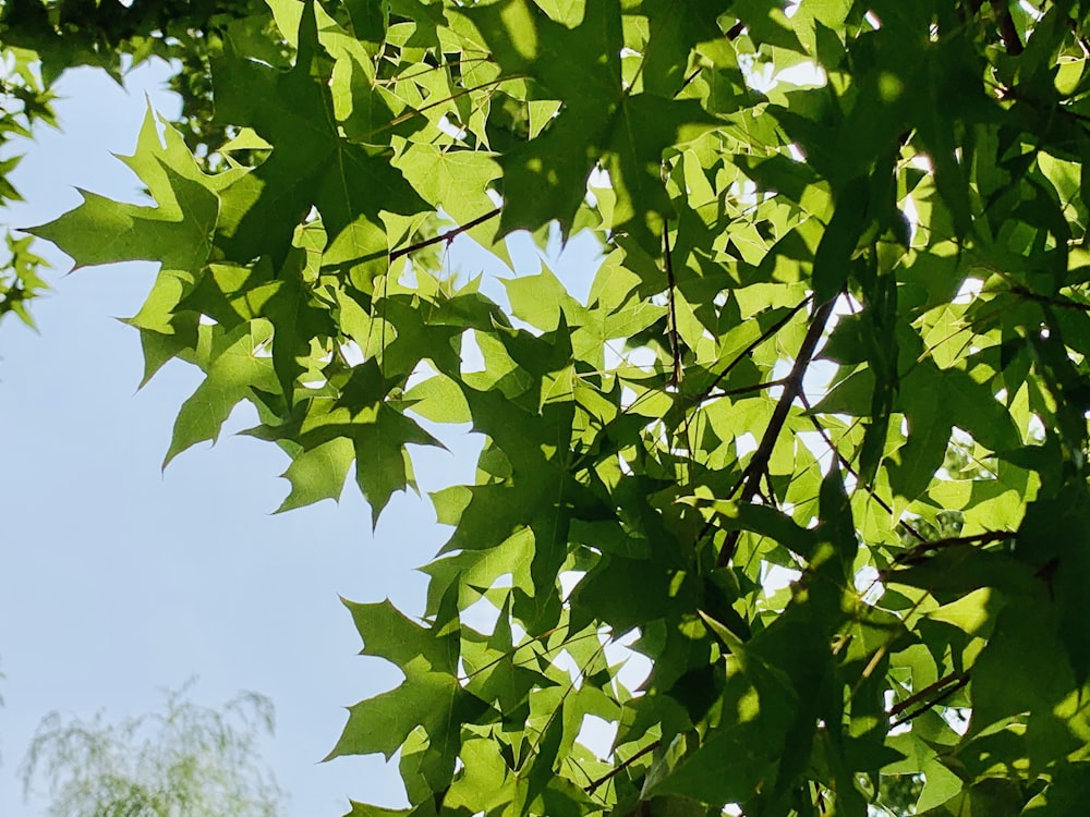 green leaves under blue sky during daytime