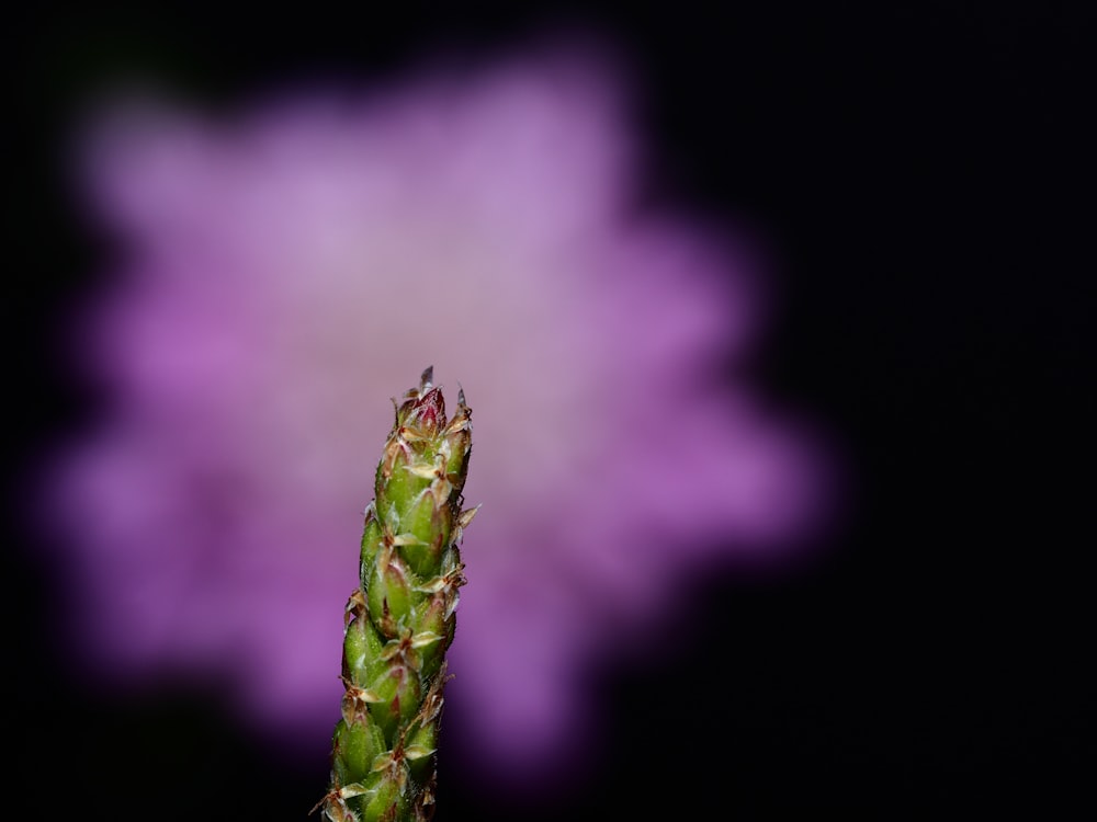 green plant with water droplets