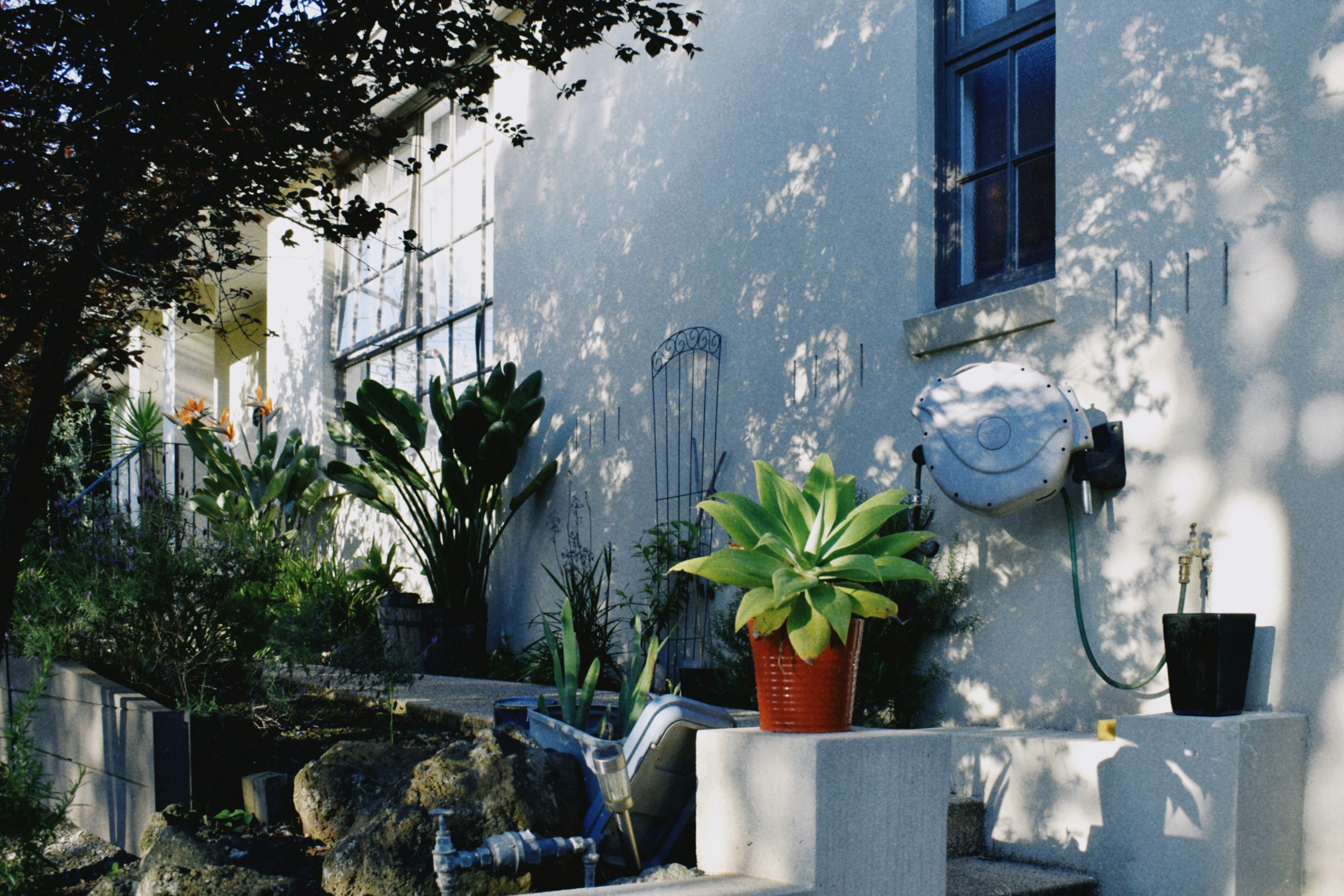 green potted plant on white table
