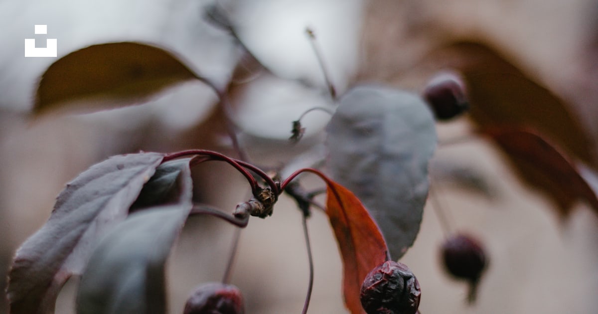 Fruits rouges et noirs sur la branche de l’arbre photo – Image gratuite ...