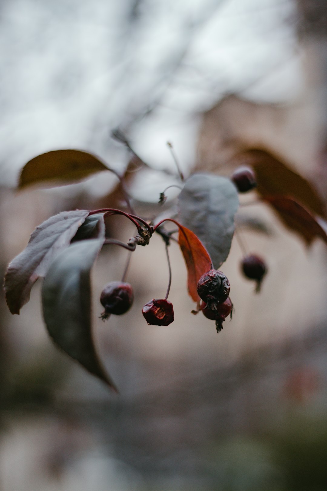 red and black fruits on tree branch