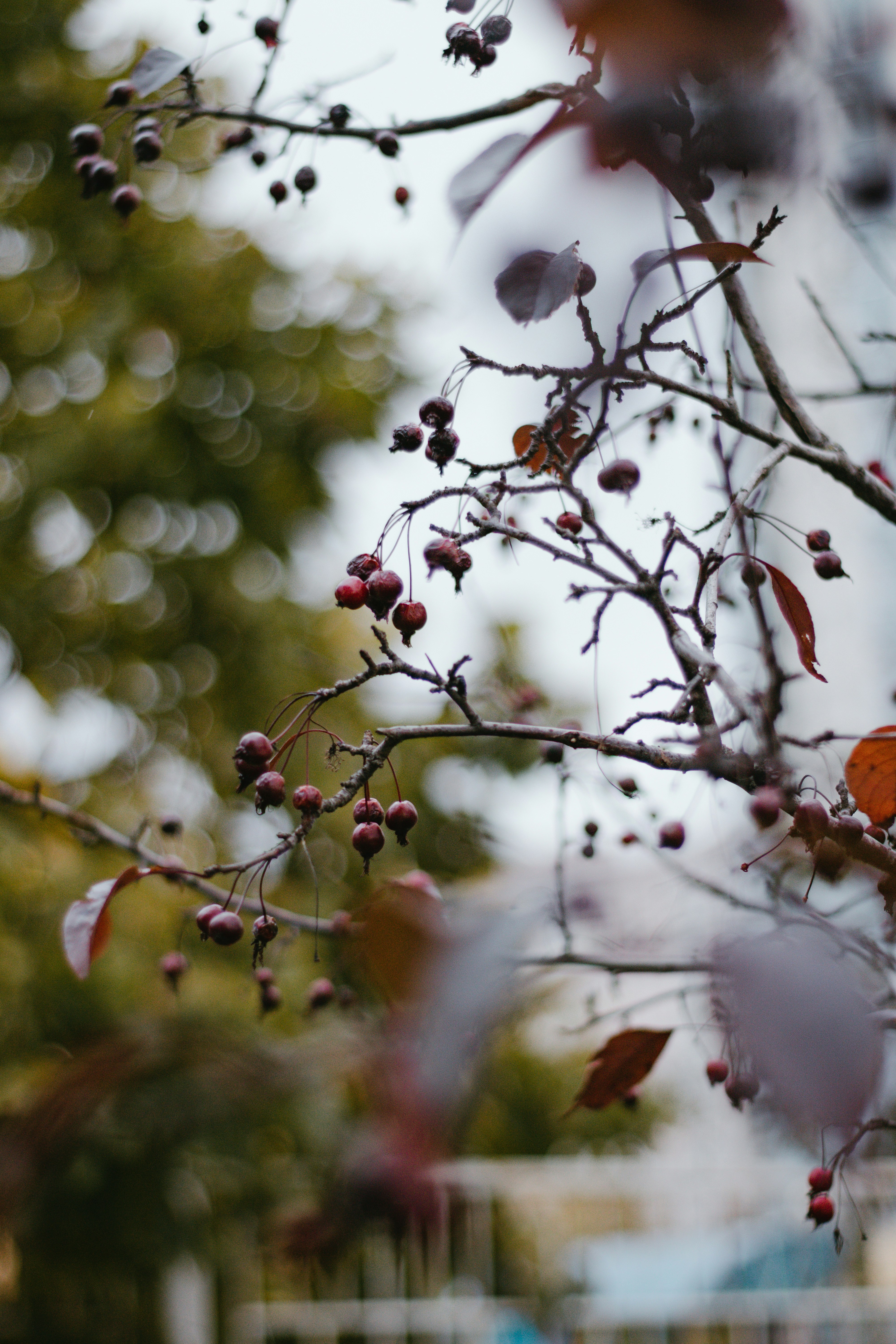 red and white flower buds in tilt shift lens