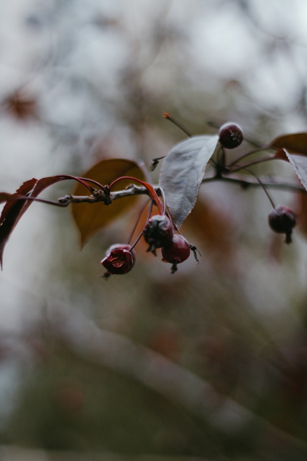 red round fruits on tree branch