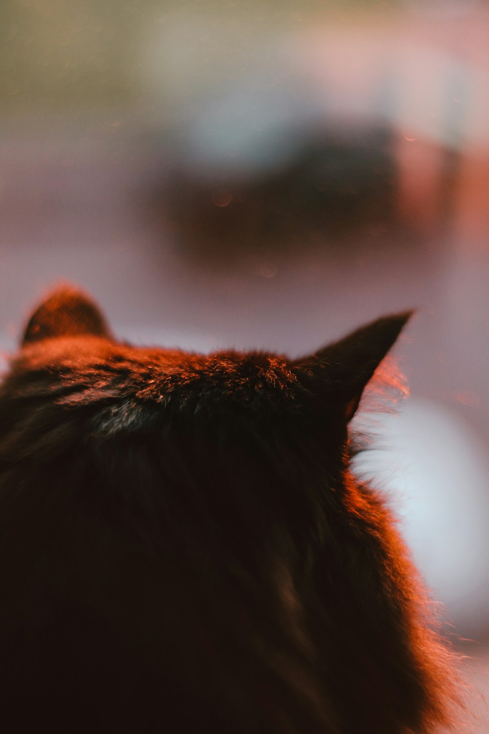 brown tabby cat in close up photography