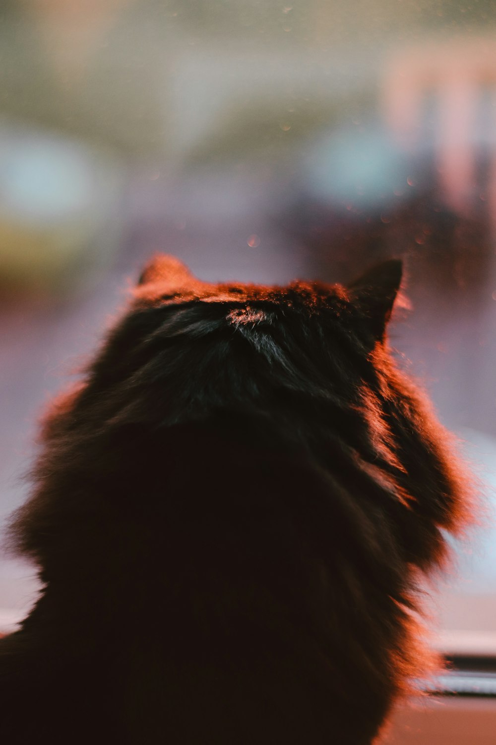 틸트 시프트 렌즈에 갈색 고양이