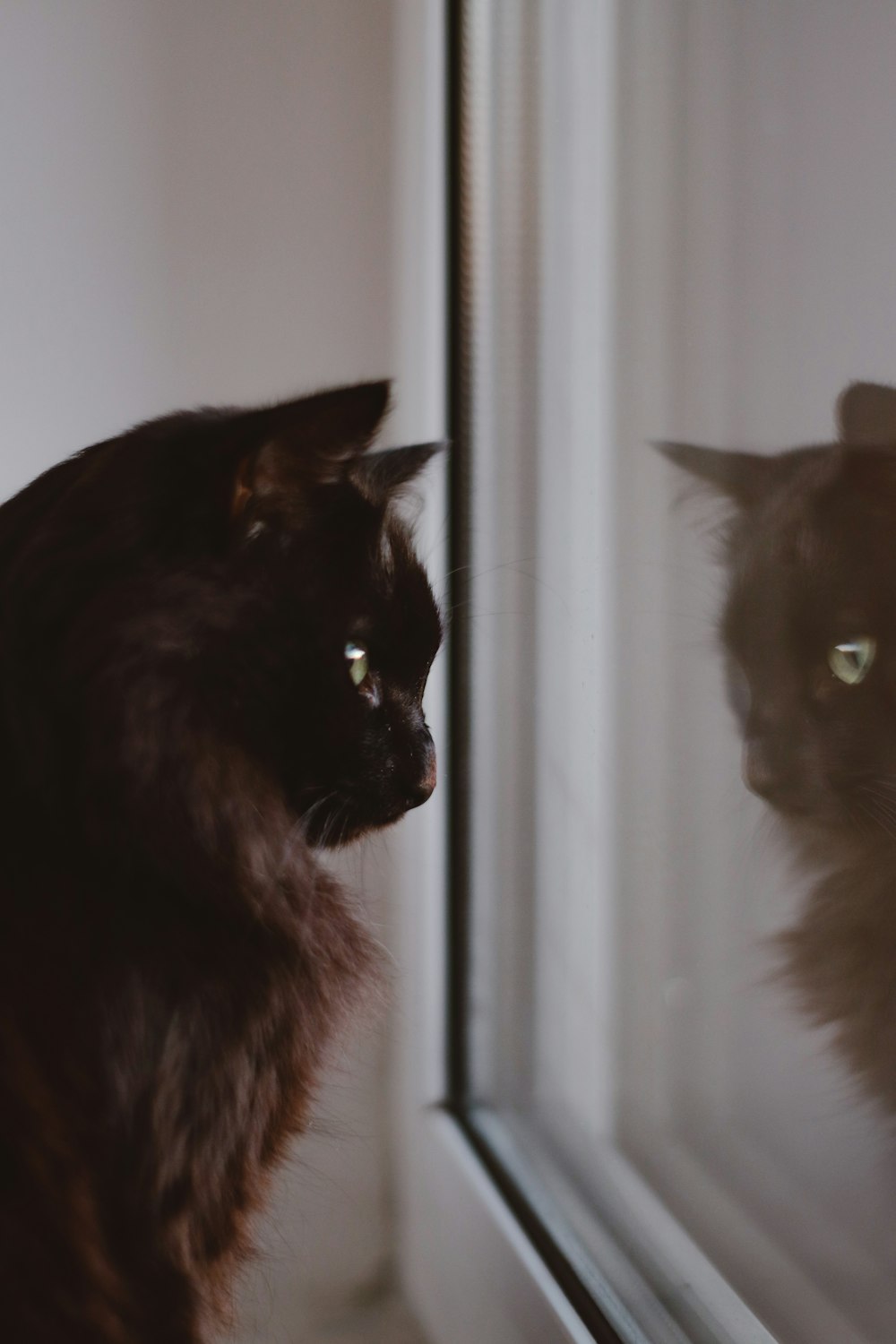 black cat on white window curtain