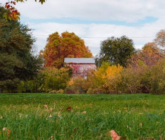 green grass field with trees and red and white signage during daytime