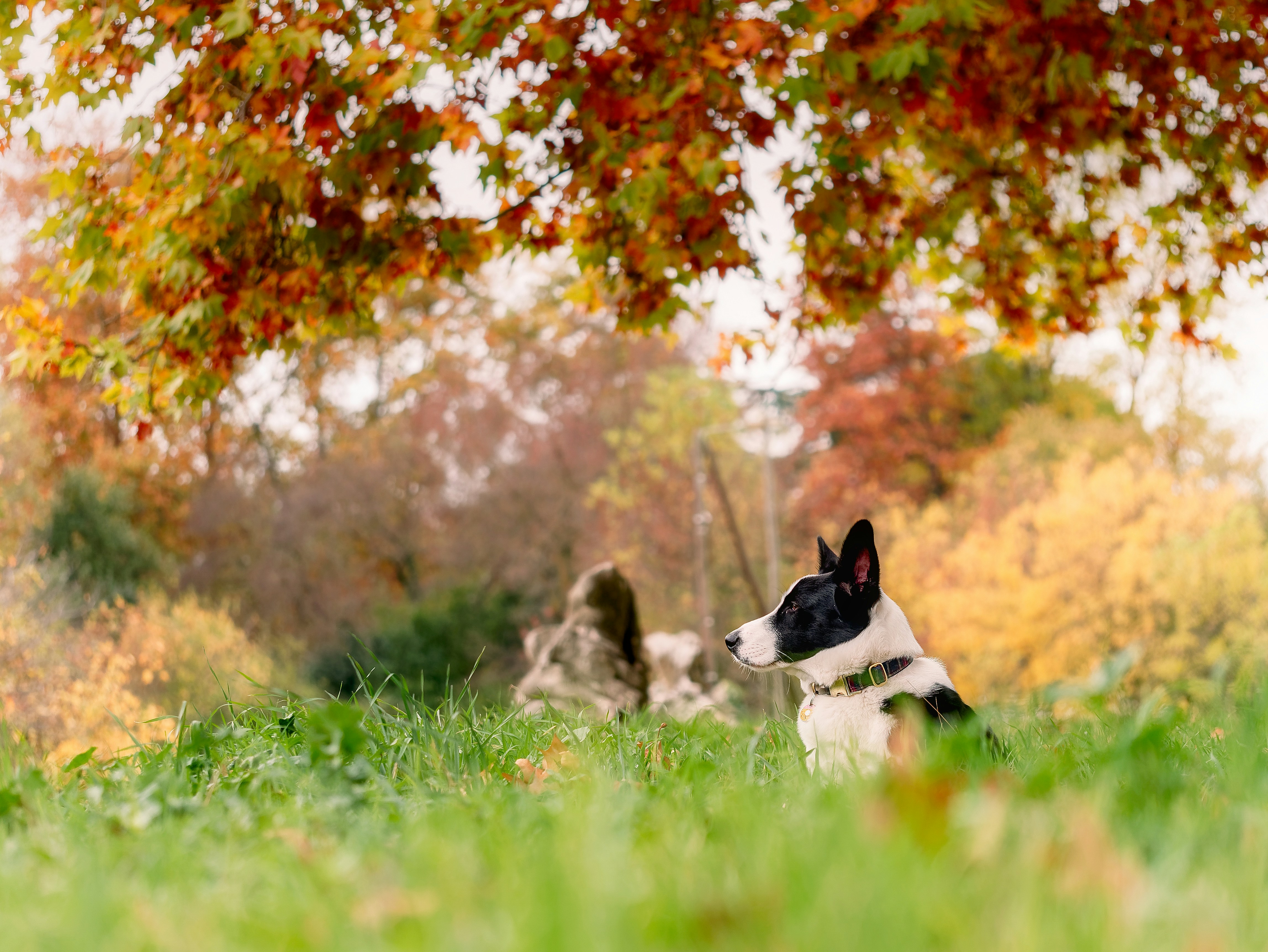 Photo by lapattesensible