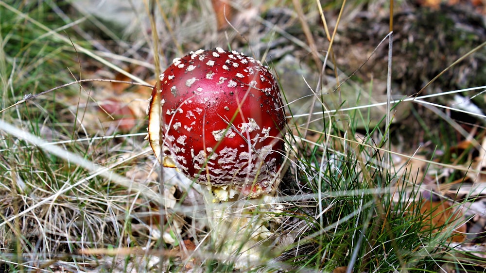 red and white mushroom on green grass