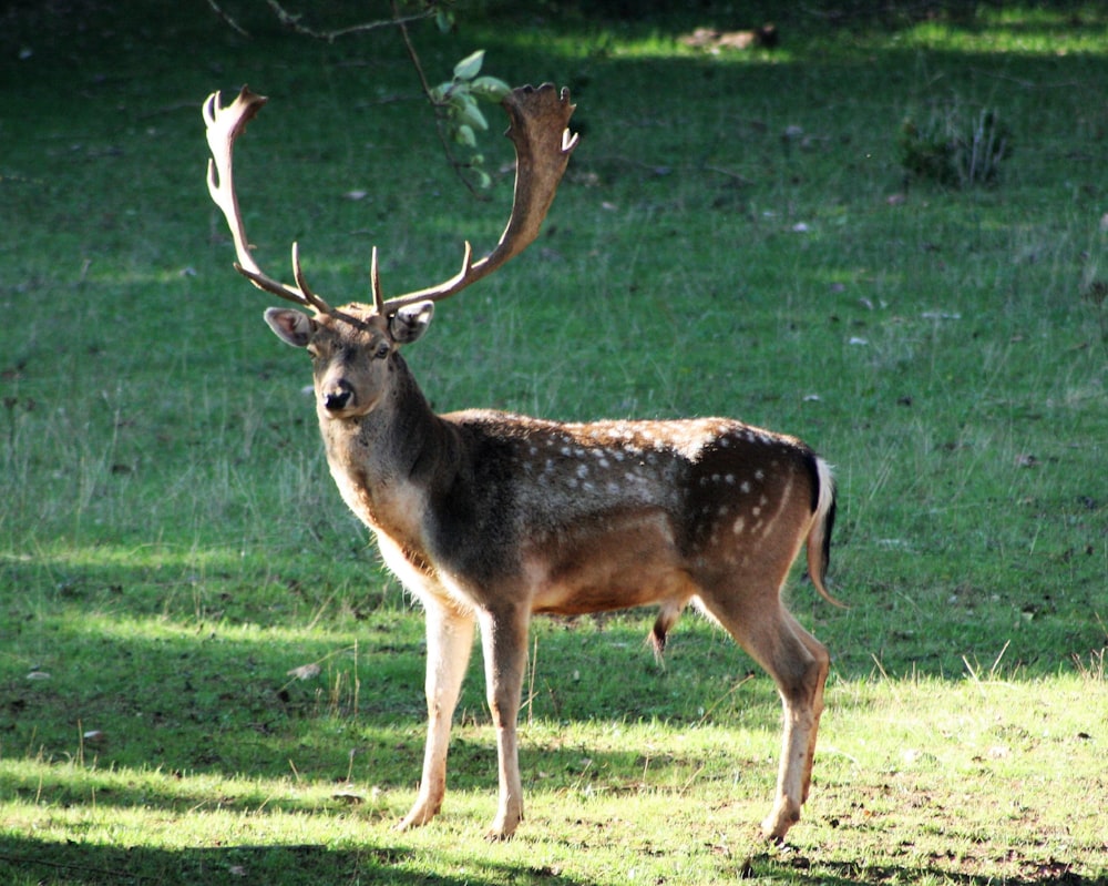 brown deer on green grass field during daytime