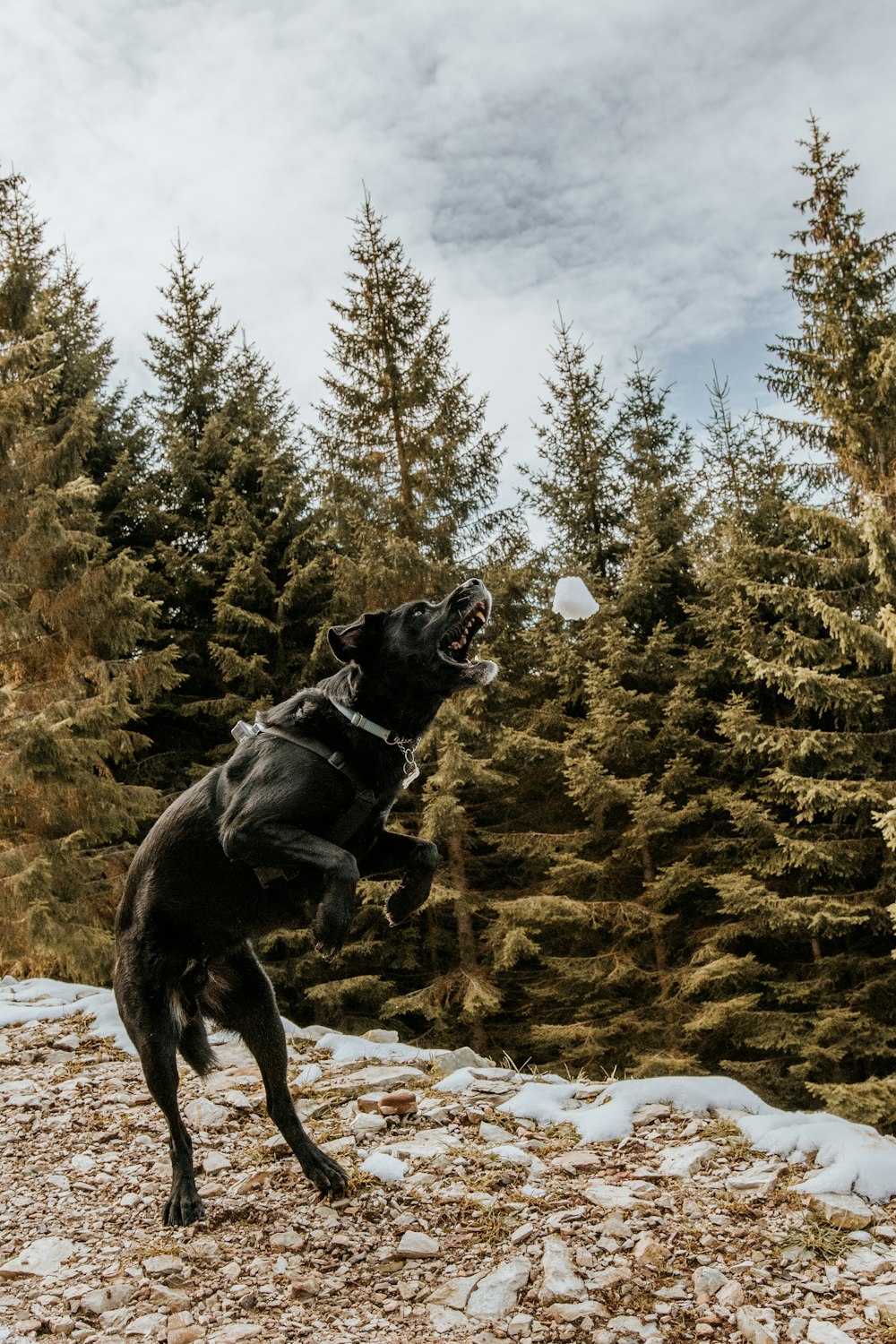 black short coat medium dog on snow covered ground near brown trees during daytime