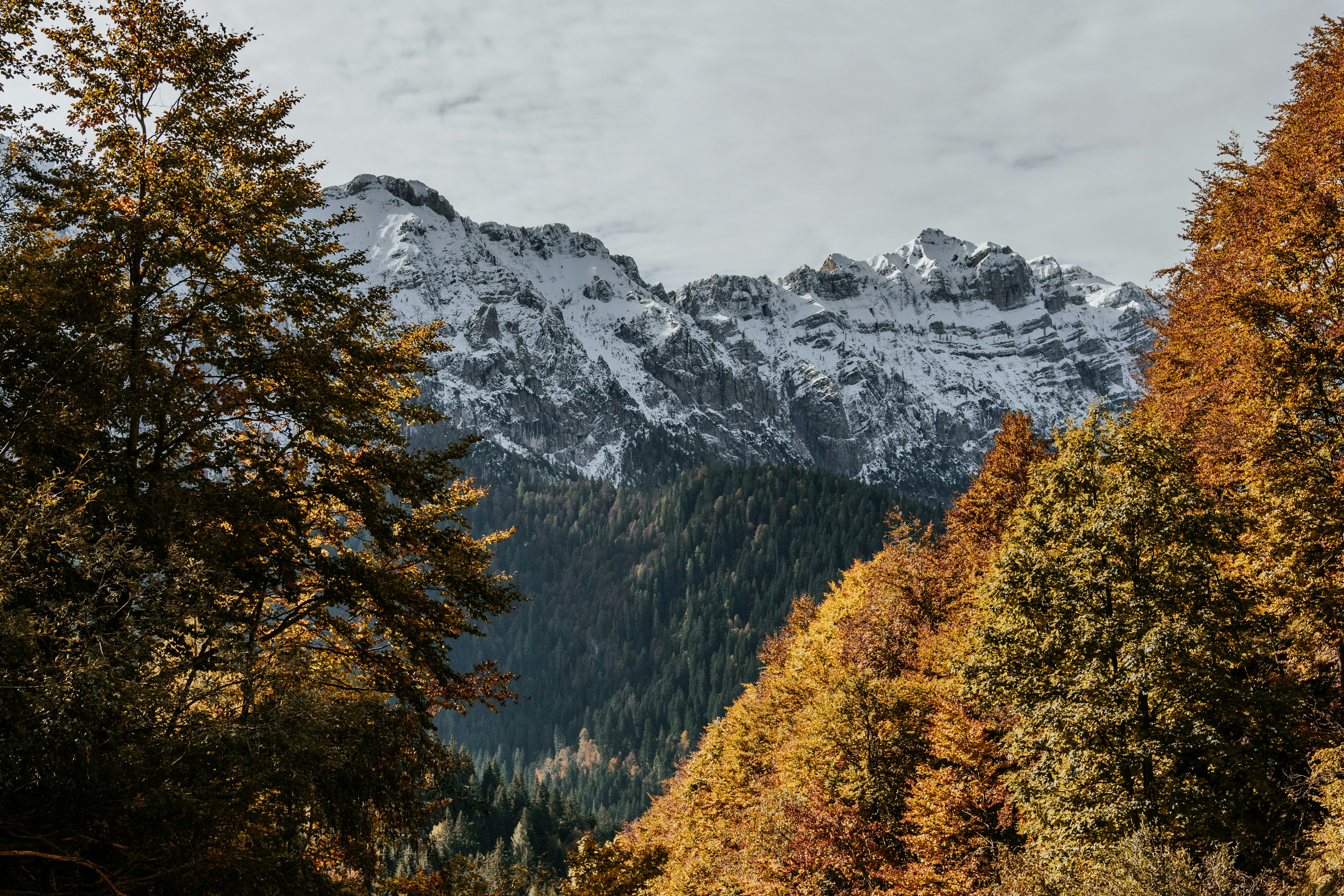 yellow and green trees near mountain during daytime