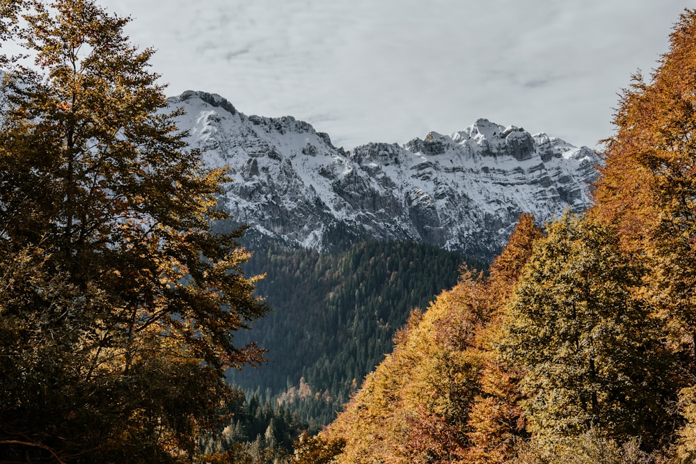 yellow and green trees near mountain during daytime