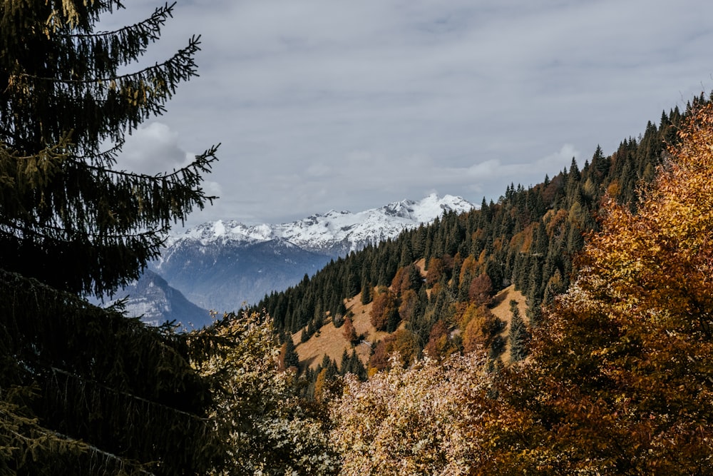 Arbres bruns sur la montagne enneigée pendant la journée