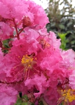 Bright pink crepe myrtle flowers with clusters of delicate petals and prominent yellow stamens, surrounded by lush green foliage.