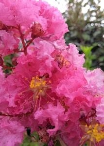 Bright pink crepe myrtle flowers with clusters of delicate petals and prominent yellow stamens, surrounded by lush green foliage.