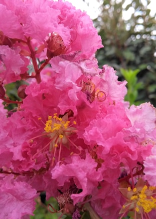 Bright pink crepe myrtle flowers with clusters of delicate petals and prominent yellow stamens, surrounded by lush green foliage.
