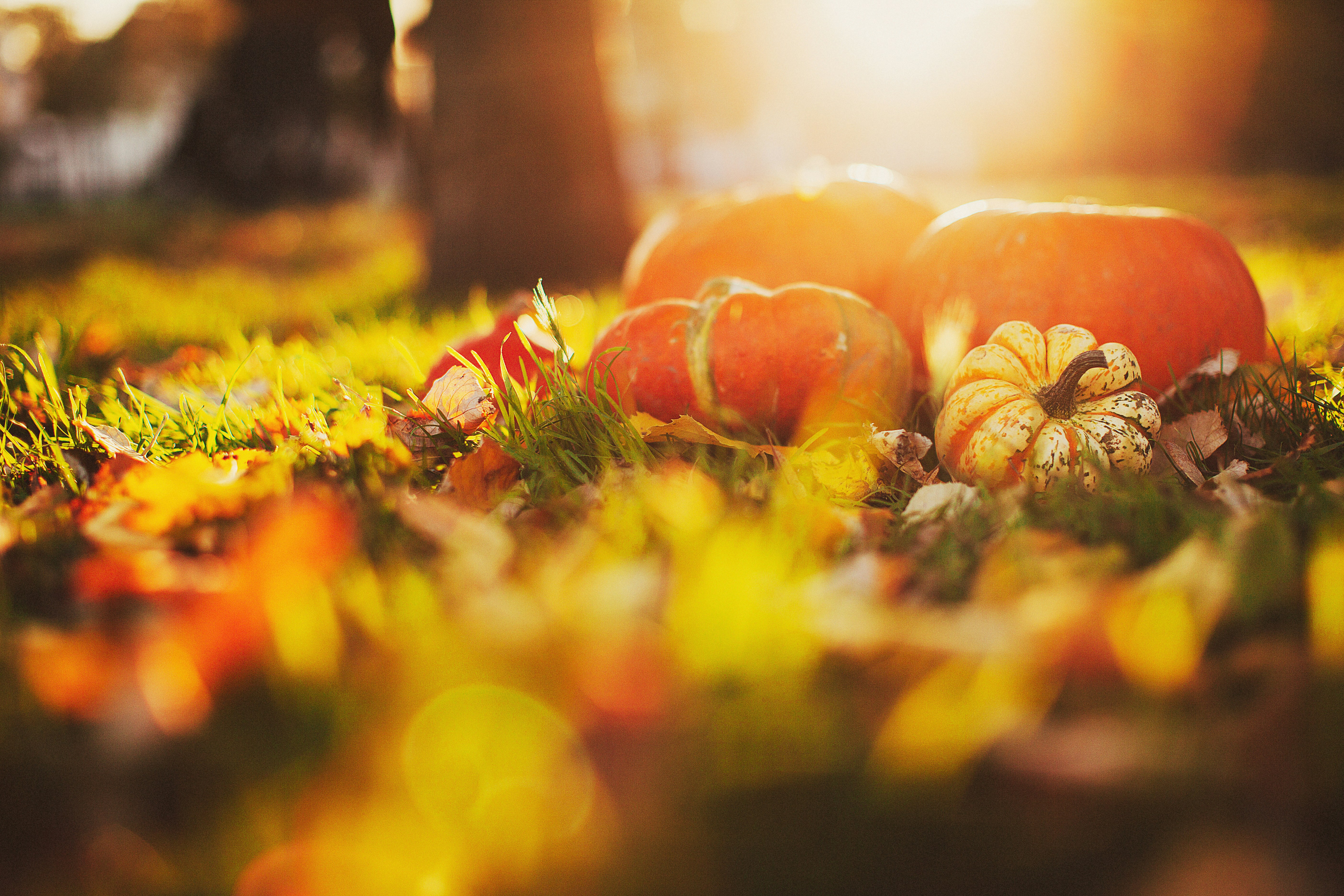 できることなら見つけたい 怒らない技術 子育ちを見守るもの