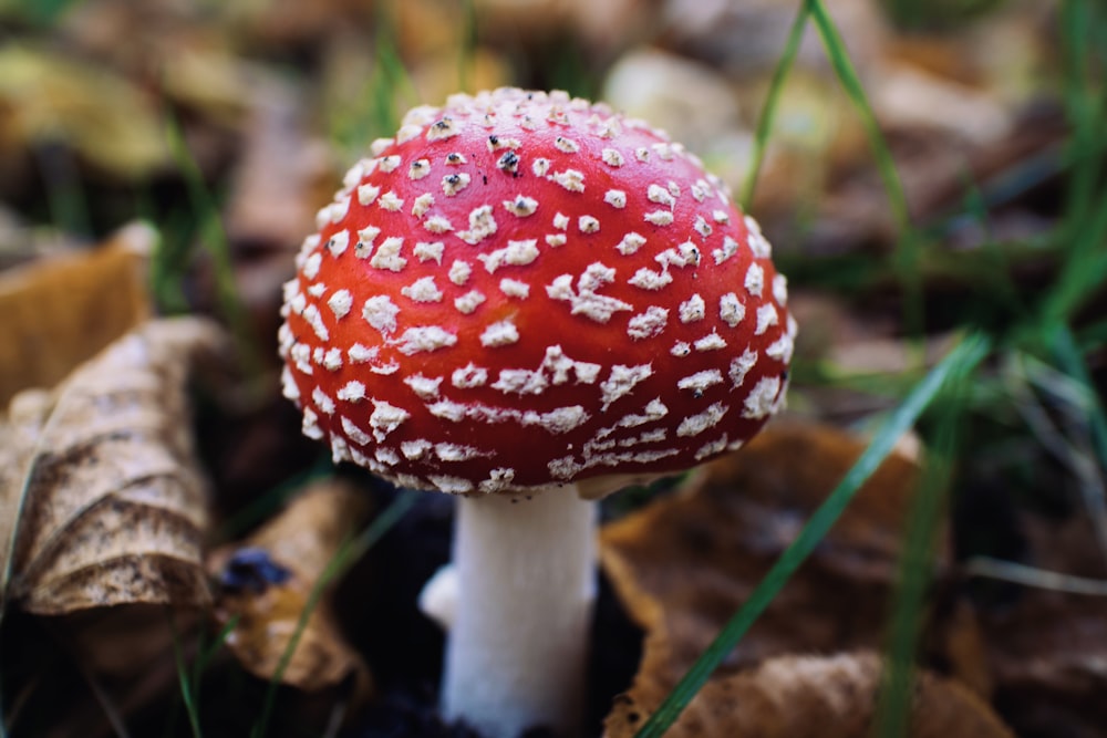 red and white mushroom in close up photography