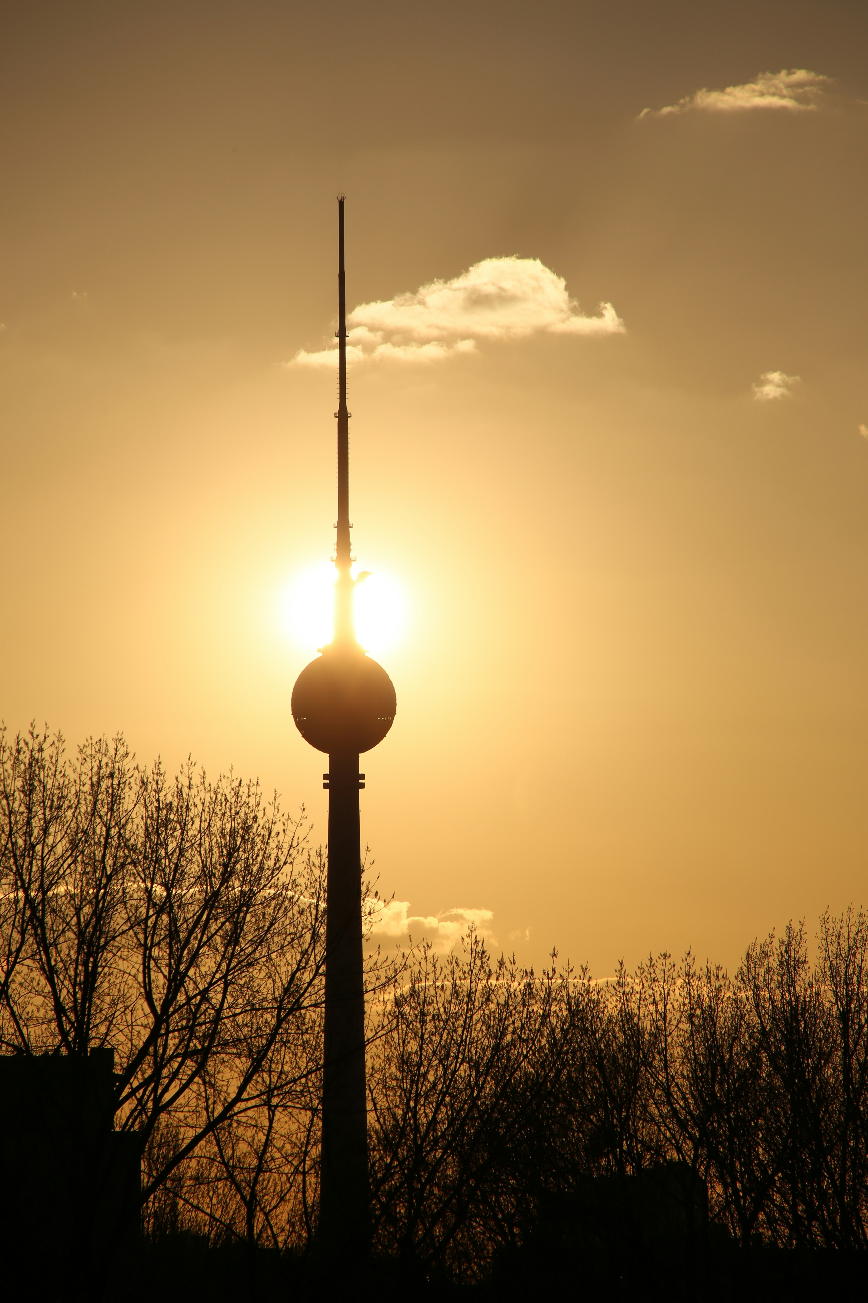silhouette of trees during sunset