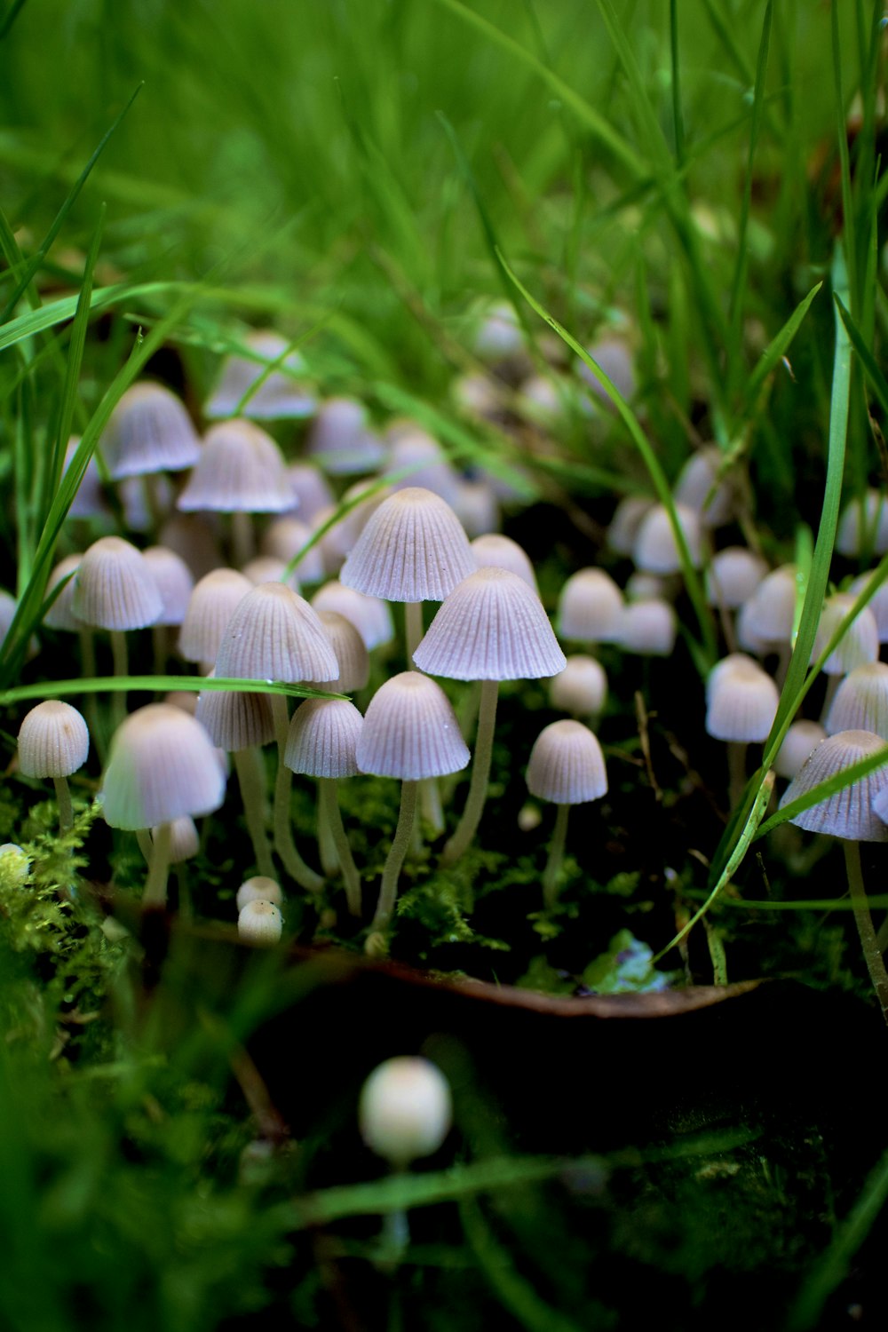 champignons blancs dans une lentille à bascule