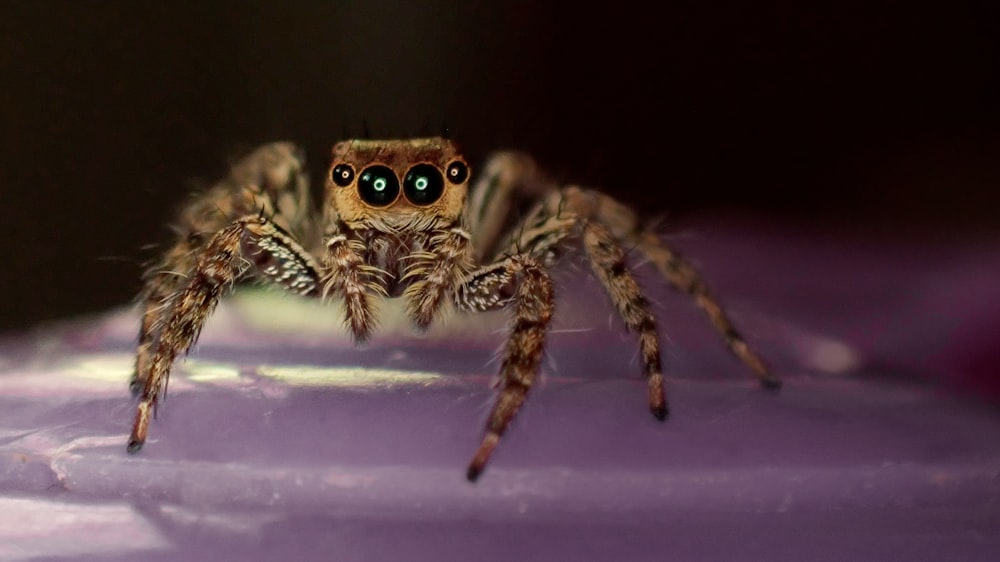 brown jumping spider on purple plastic container