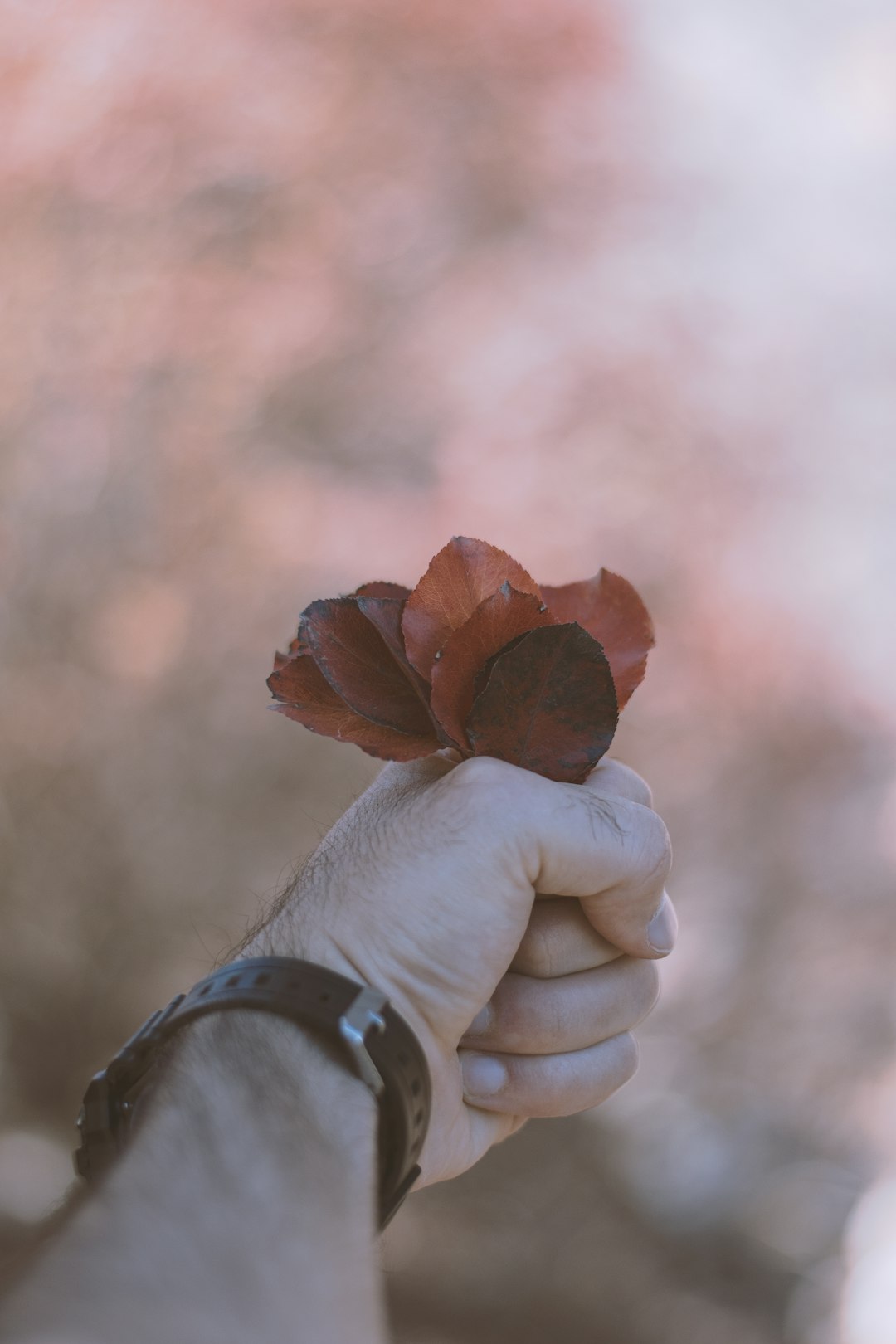 person holding brown dried leaf