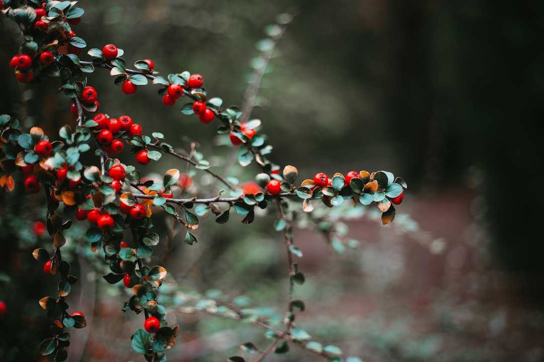 red and blue berries on tree branch