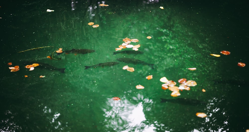 hojas blancas y marrones en el agua