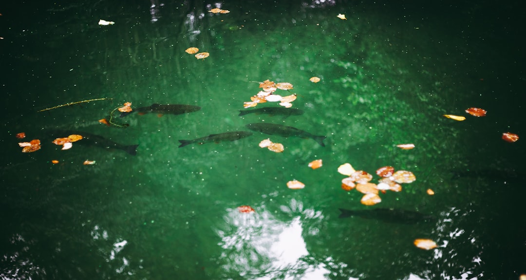 white and brown leaves on water