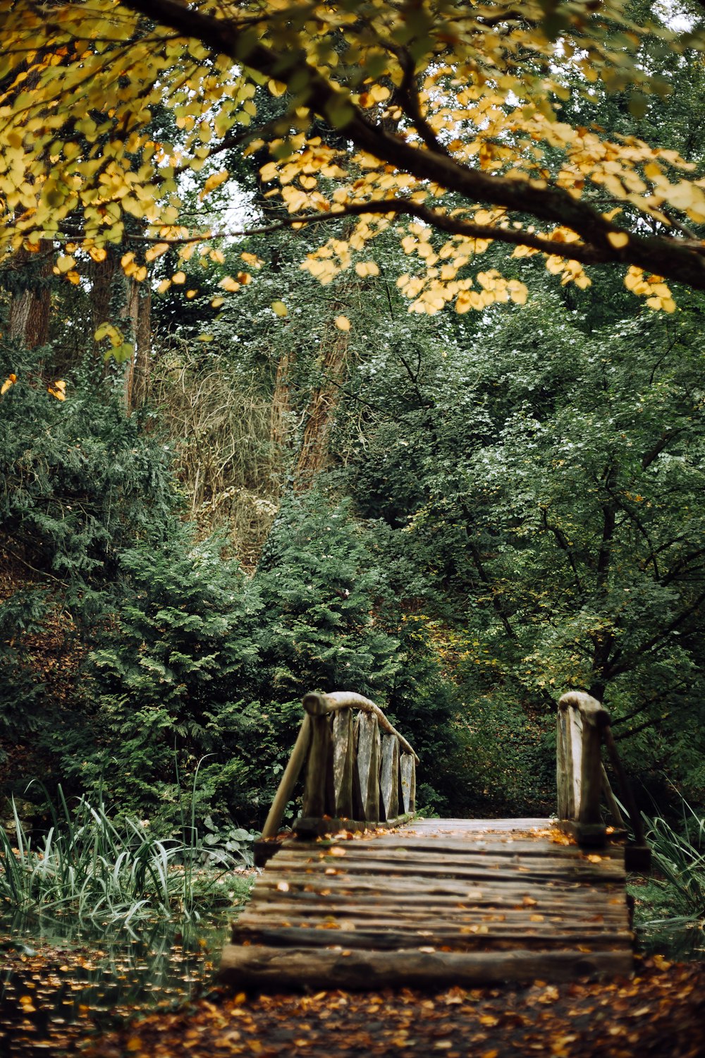 brown wooden bench near trees