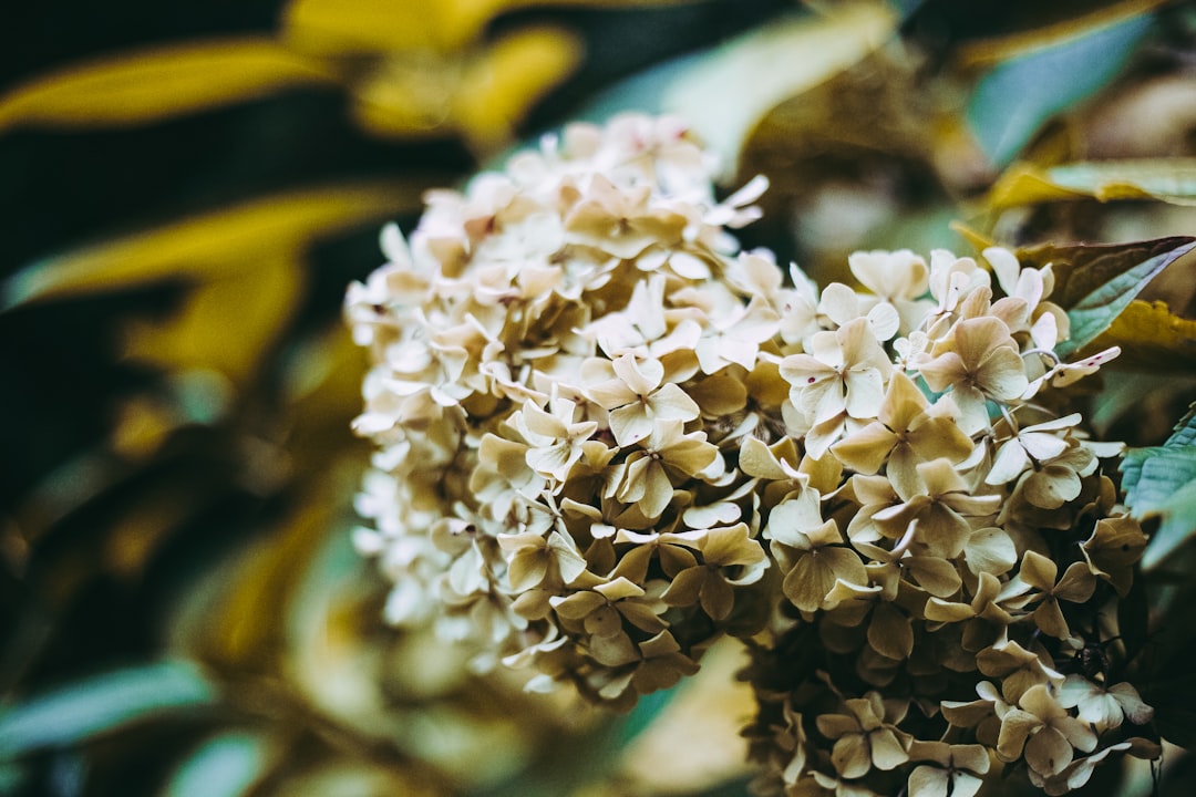 white flowers in macro lens