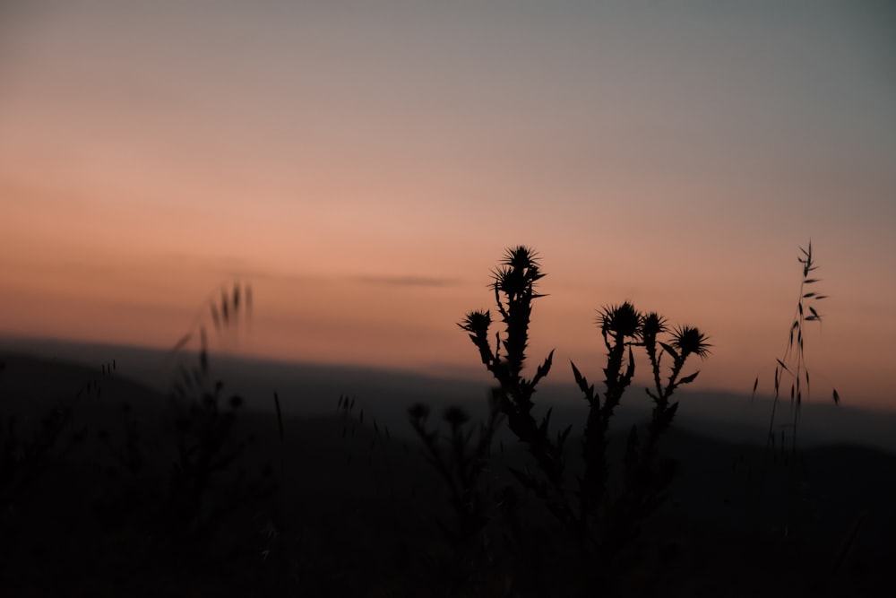 silhouette of plants during sunset