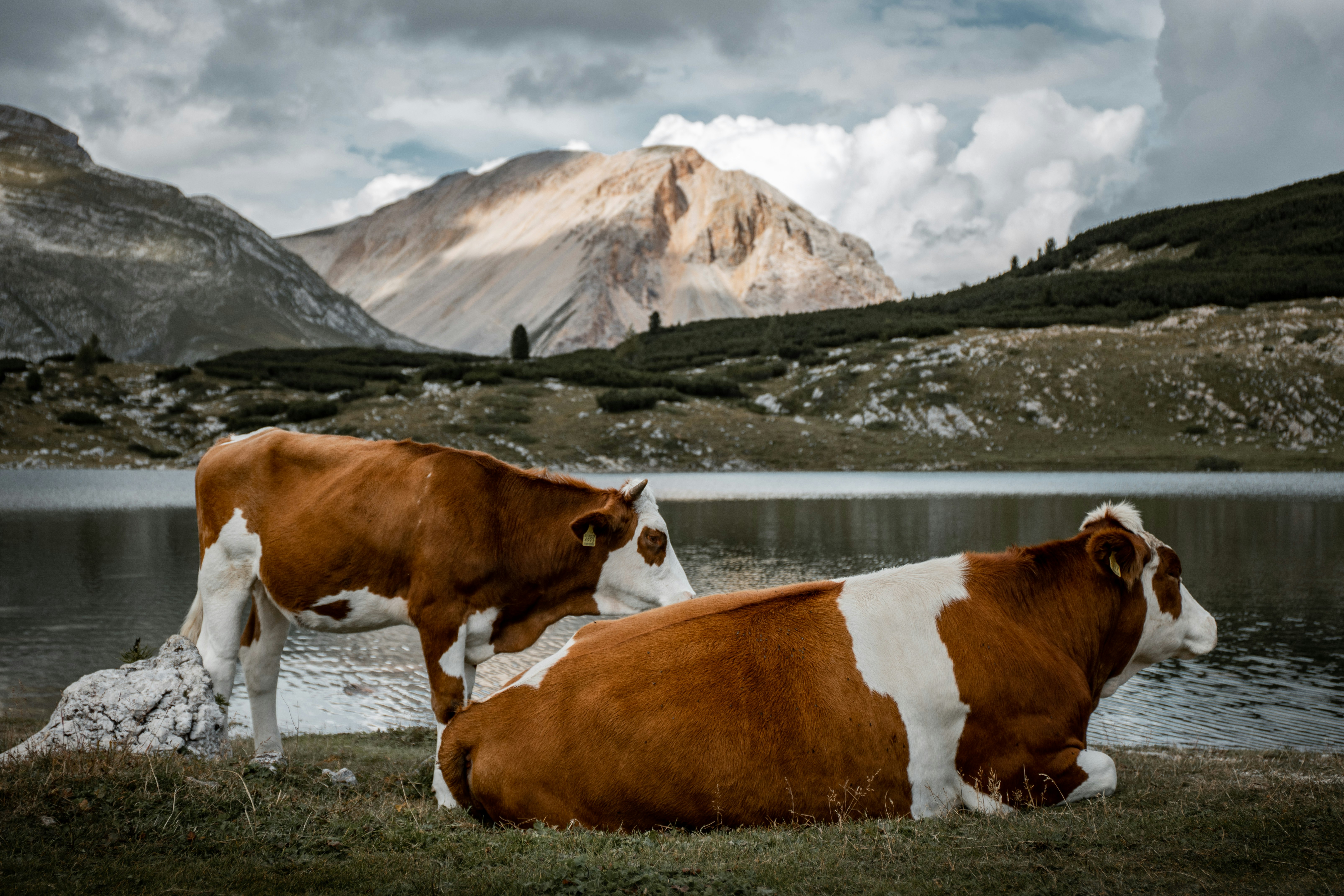 brown and white cow on green grass field near snow covered mountain during daytime