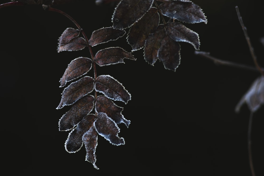 brown and green leaves in black background