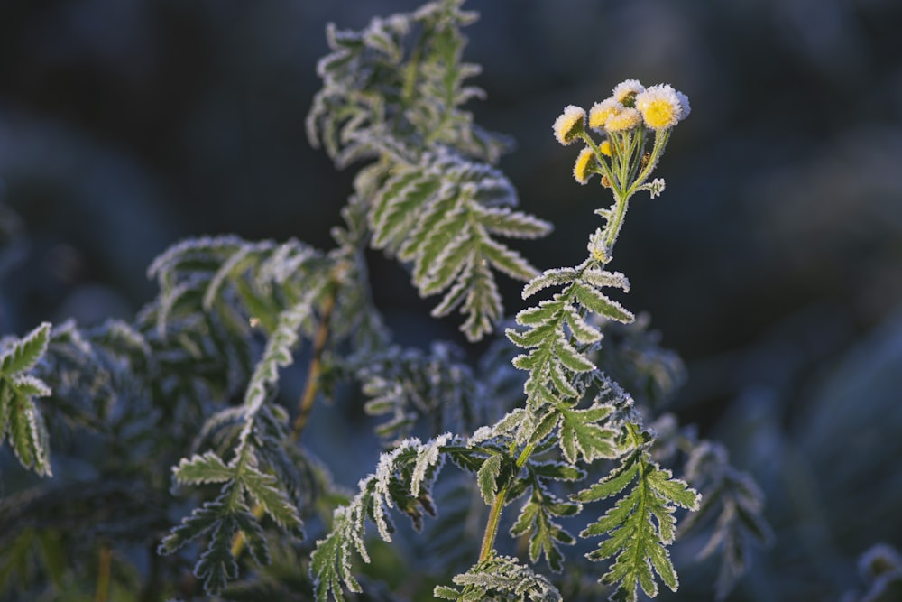 yellow flower in green leaves