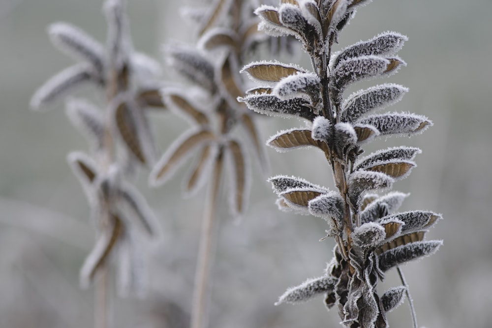 white and brown plant in close up photography