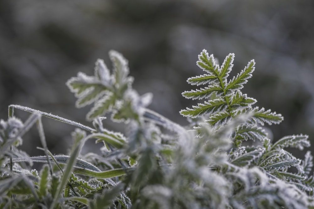 green plant with water droplets