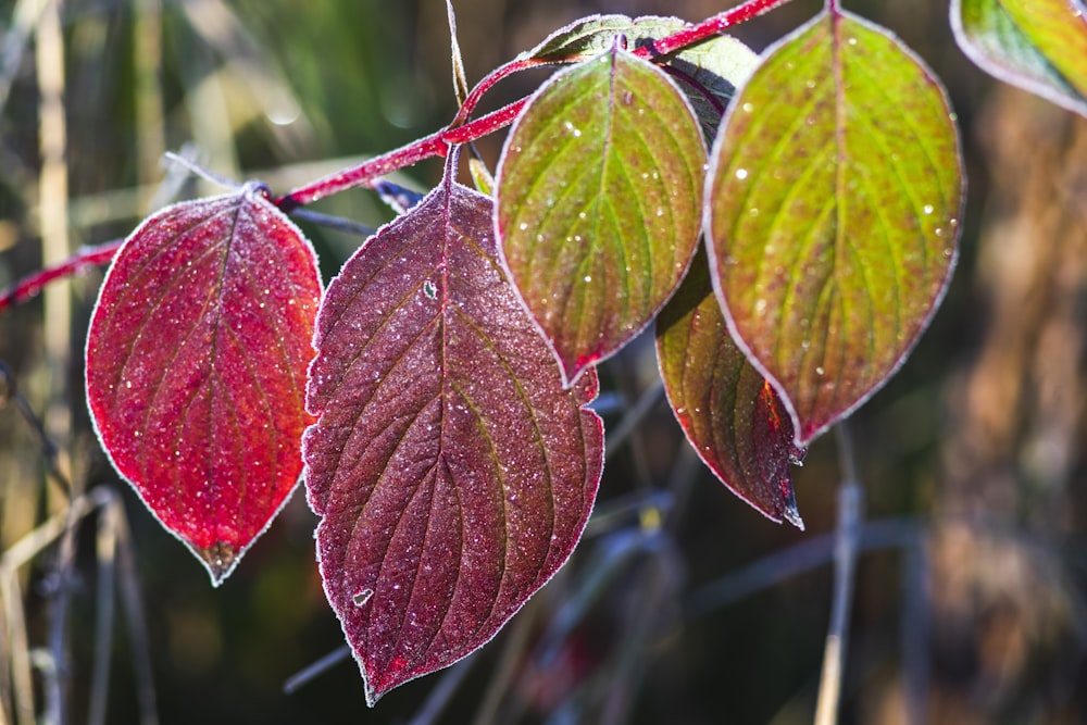 red and green leaves in tilt shift lens