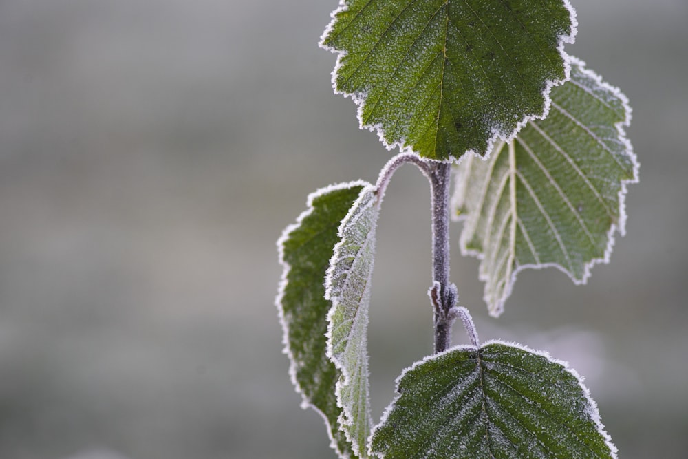 green leaf plant in close up photography