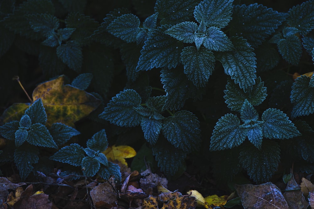 green leaves plant on ground