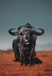 black water buffalo on brown field during daytime