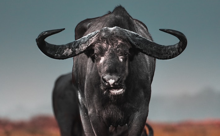 black water buffalo on brown field during daytime