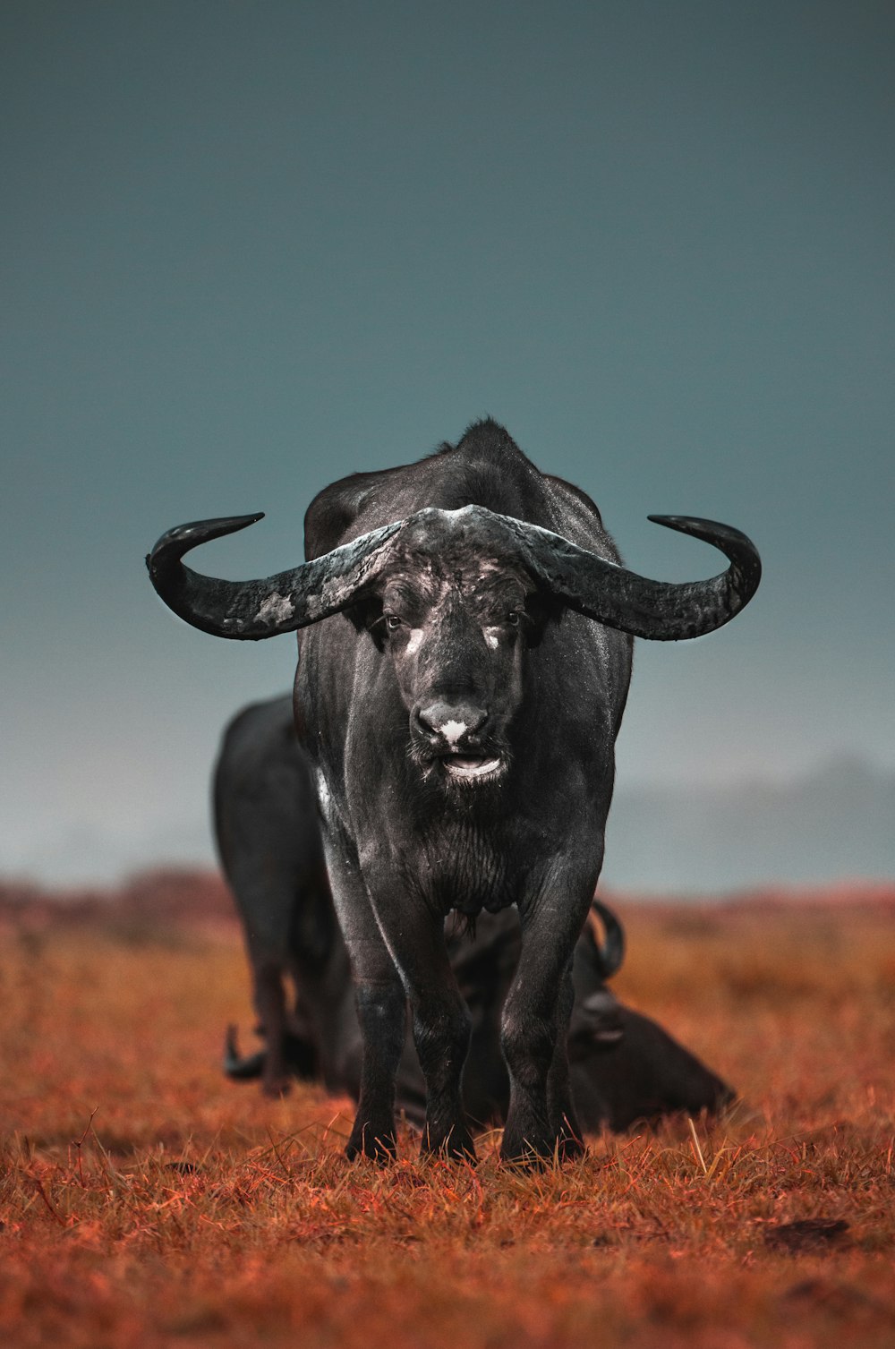 búfalo de água preta no campo marrom durante o dia