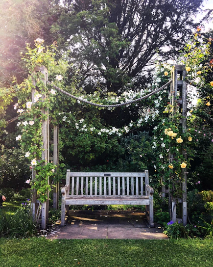 A cozy wooden garden bench nestled under blooming trees in a sunlit backyard.